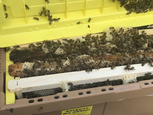 5 Frame Deep Nucleus Colony with New VSH Carniolan Queen (LOCAL PICKUP ONLY)