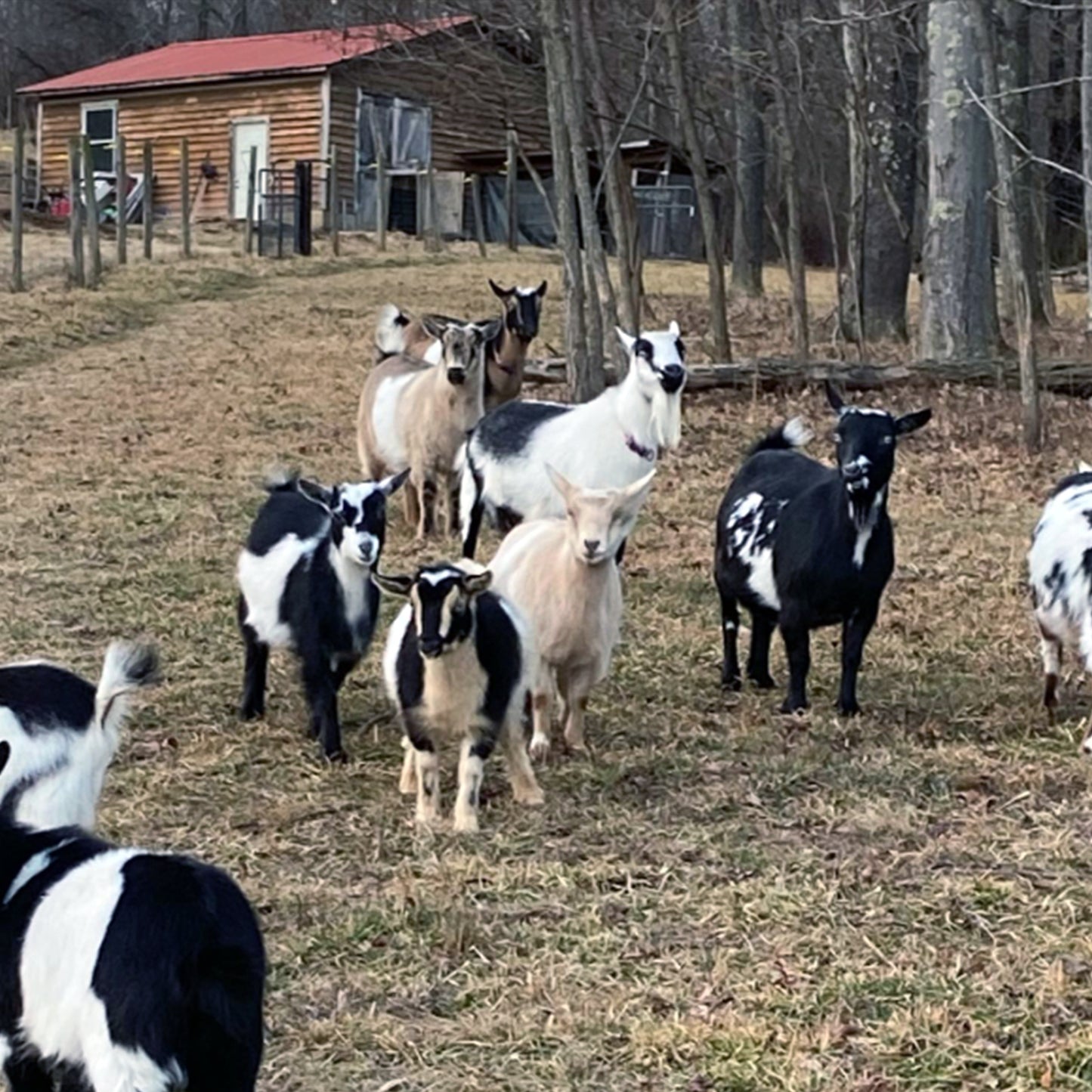 Black Raspberry Vanilla - Goat's Milk Soap, Handmade, Natural Active